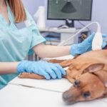 The Power of Ultrasound Imaging for Pets: A Comprehensive Guide