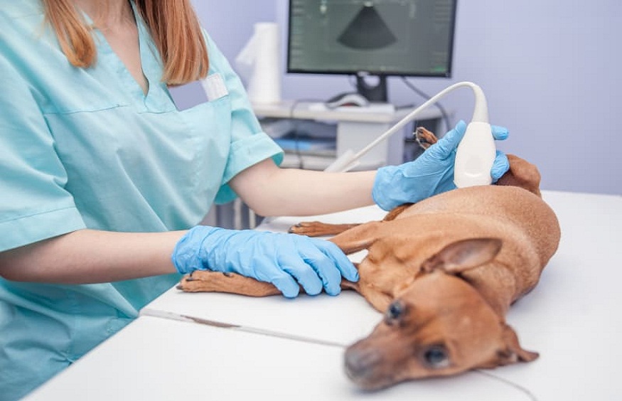 Power of Ultrasound Imaging for Pets